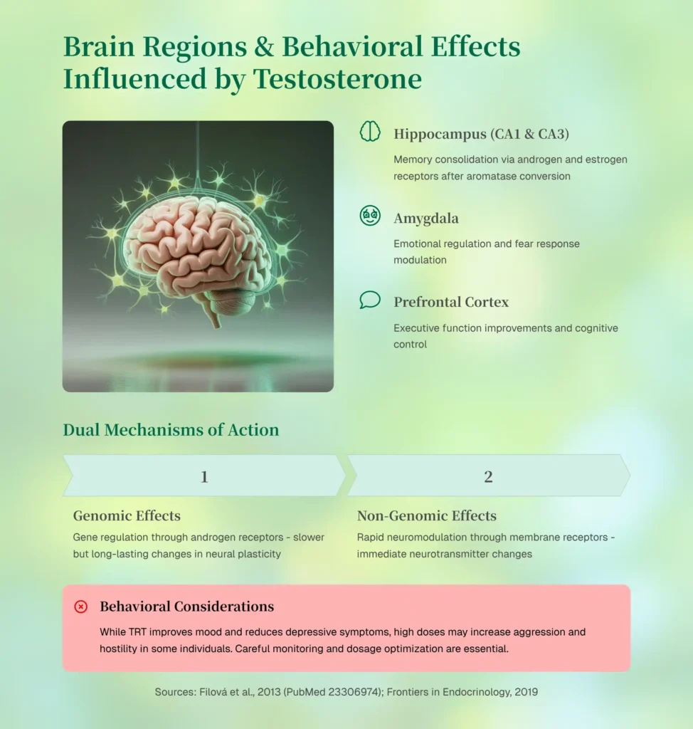 Brain Regions and Behavioral Effects Influenced by Testosterone.
