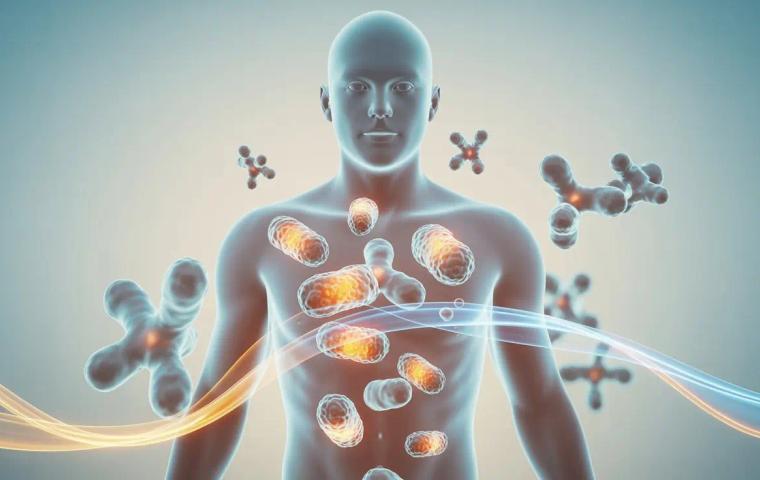 How Does Bioidentical Hormone Therapy Influence Metabolic Function and Daily Energy Use?